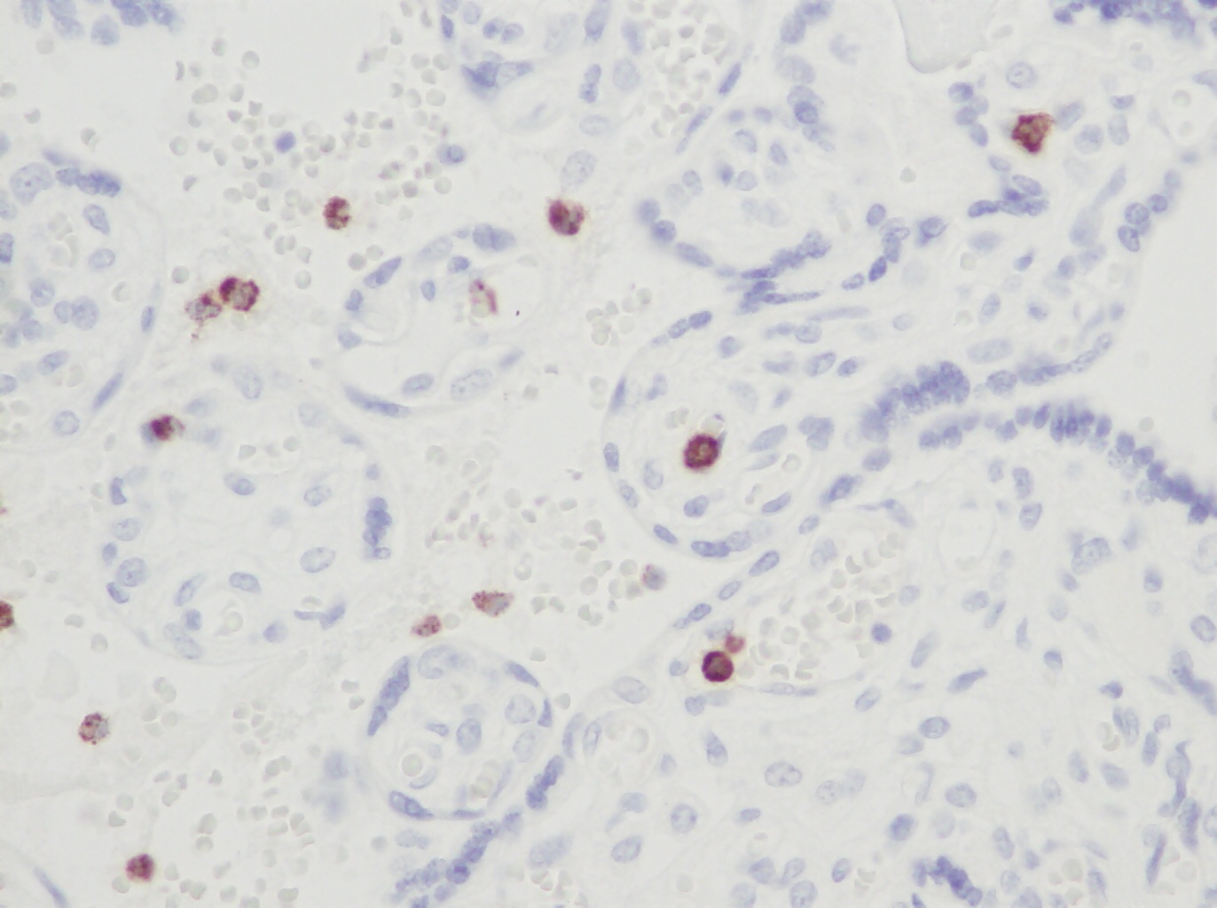 RETN Antibody