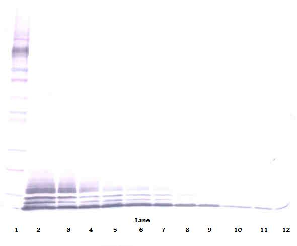 Ccl5 Antibody