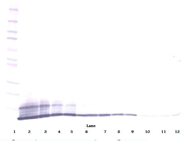 Ccl5 Antibody