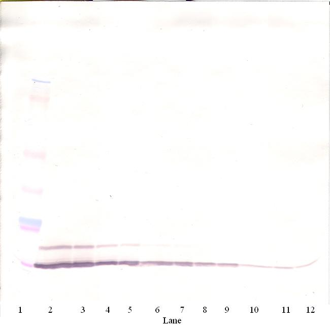 Ccl5 Antibody