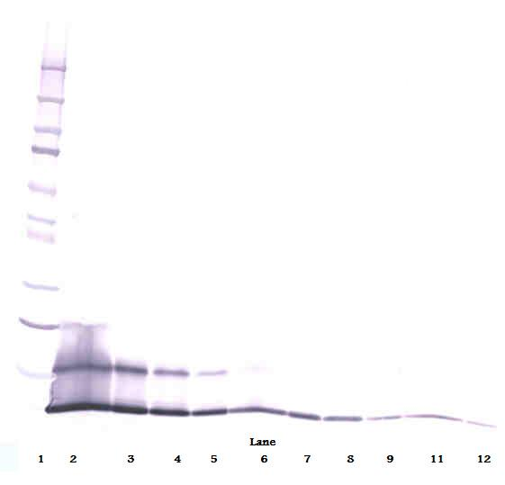 Ccl5 Antibody