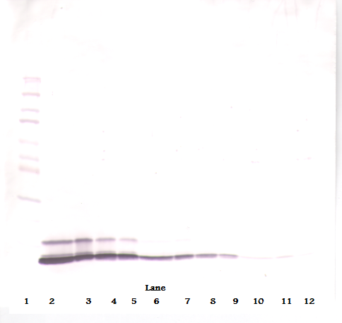CCL5 Antibody