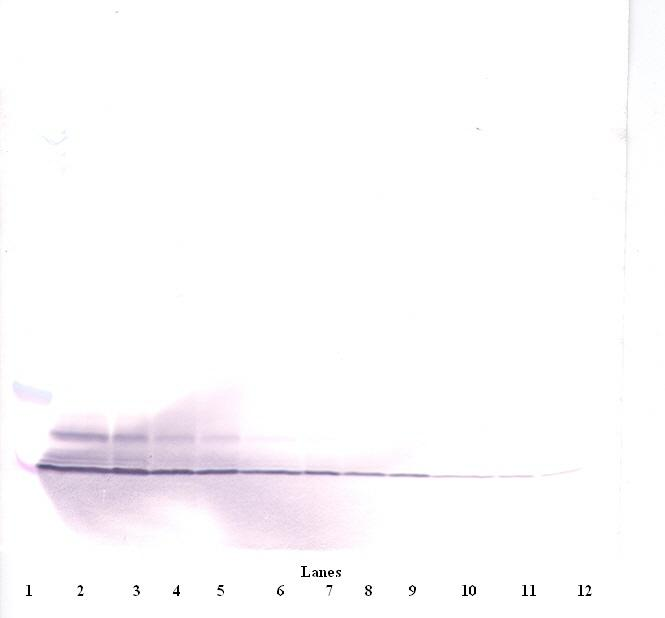 PF4 Antibody