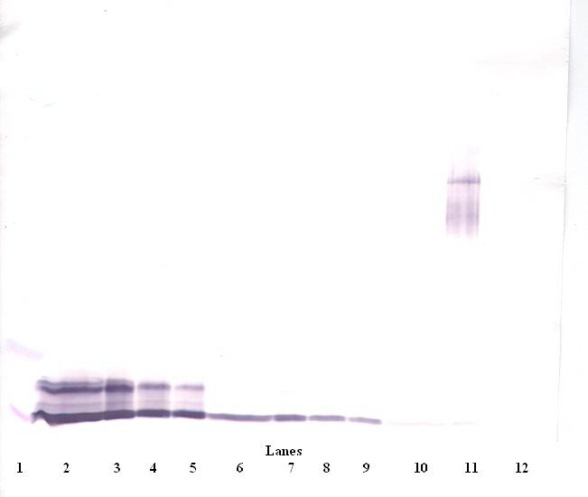 PF-4 Antibody