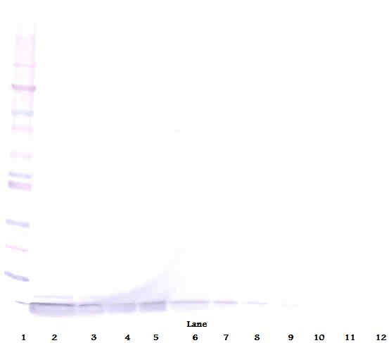 DEFA1 Antibody