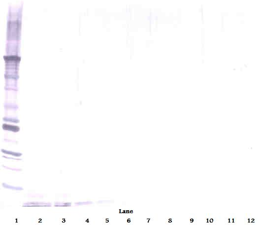 DEFA1 Antibody