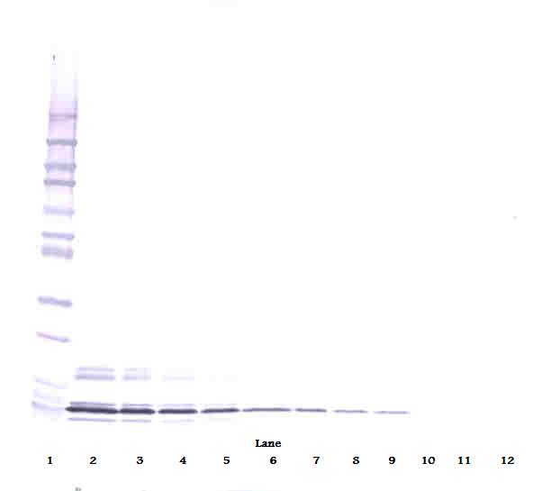 PPBP Antibody