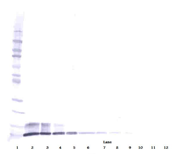 PPBP Antibody