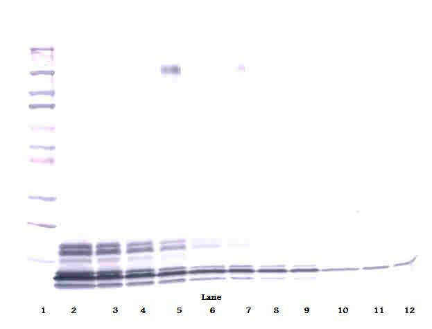 PPBP Antibody