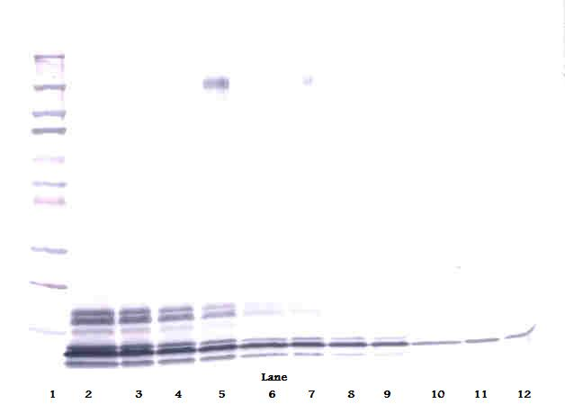 PPBP Antibody