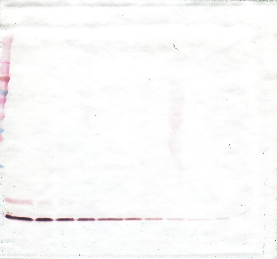 CCL18 Antibody (Biotin)