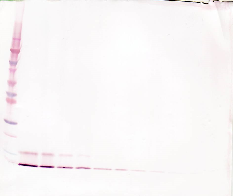 CCL18 Antibody (Biotin)