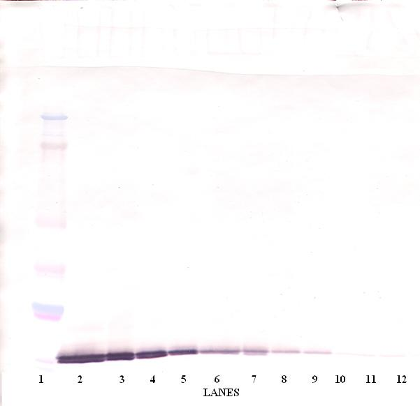 CCL20 Antibody