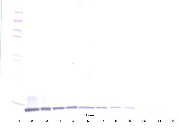 CCL20 Antibody