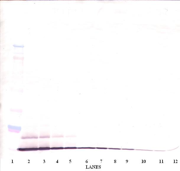 CCL20 Antibody