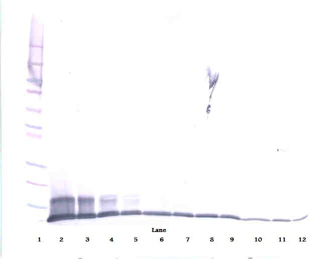 CCL20 Antibody