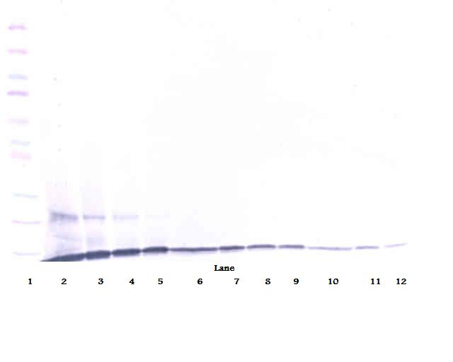 MIP-3 Antibody