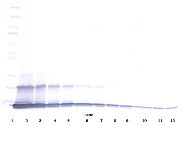 MIP-3 Antibody