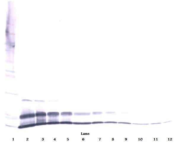 Cxcl2 Antibody