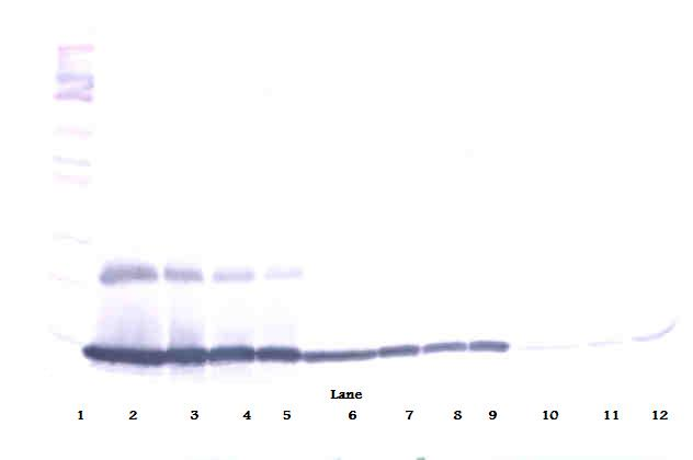 MIP-1gamma Antibody
