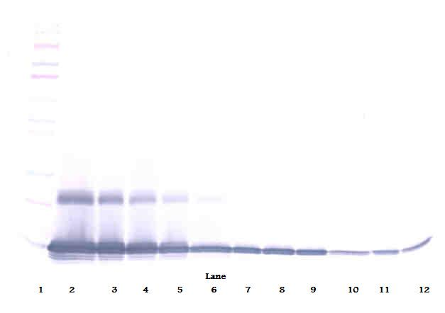 MIP-1gamma Antibody