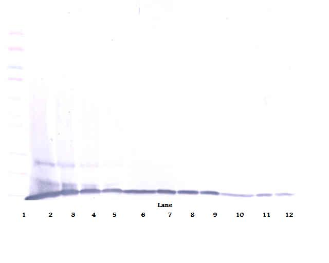 MIP-1gamma Antibody