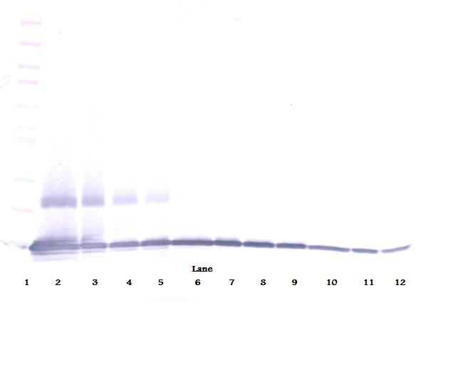 MIP-1gamma Antibody