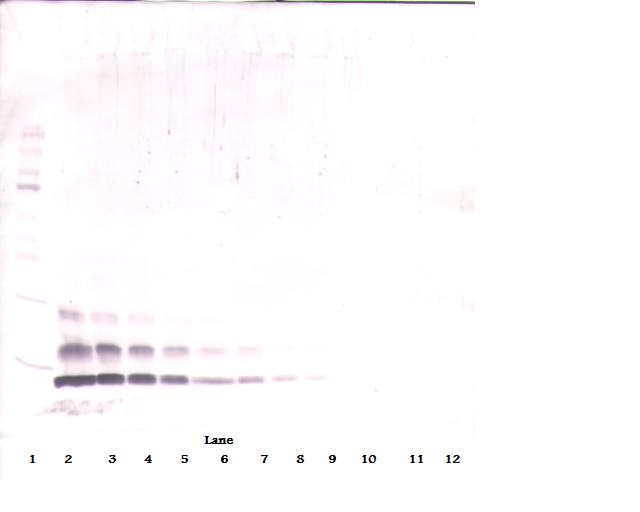 CCL4 Antibody (Biotin)