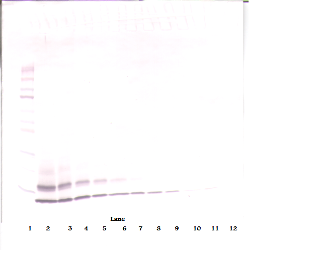 CCL4 Antibody