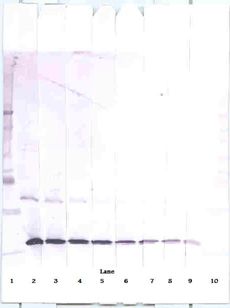 MIP-1a Antibody