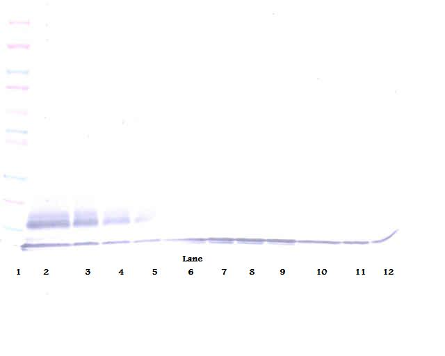 MDC Antibody (biotin)