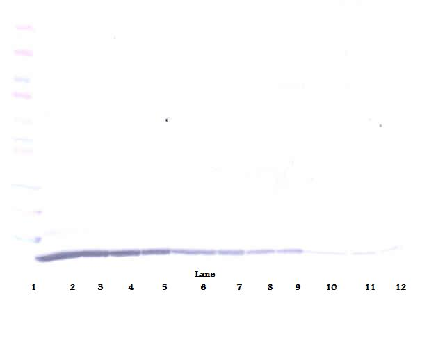 CCL22 Antibody (Biotin)