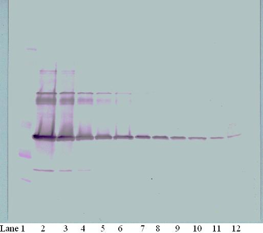 Csf1 Antibody