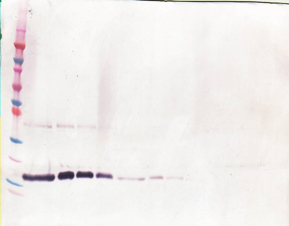 CSF1 Antibody