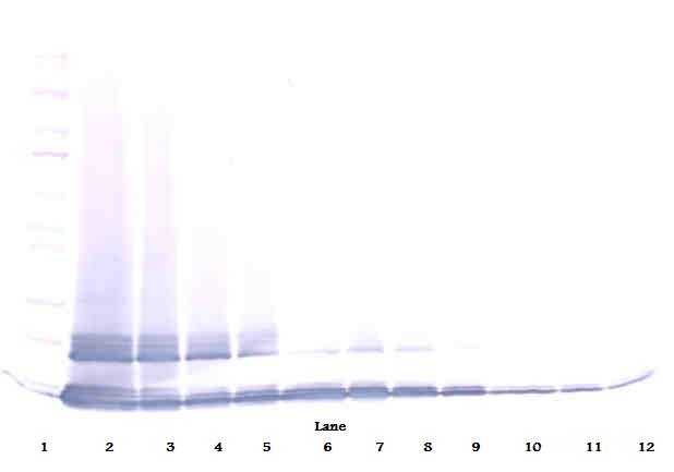 MCP-5 Antibody (biotin)