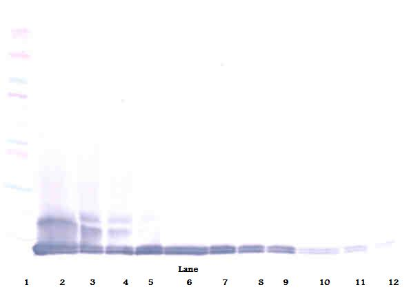 MCP-5 Antibody