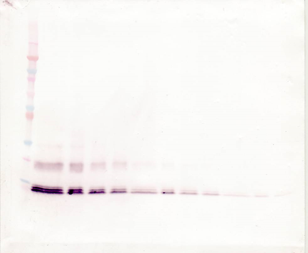 CCL13 Antibody