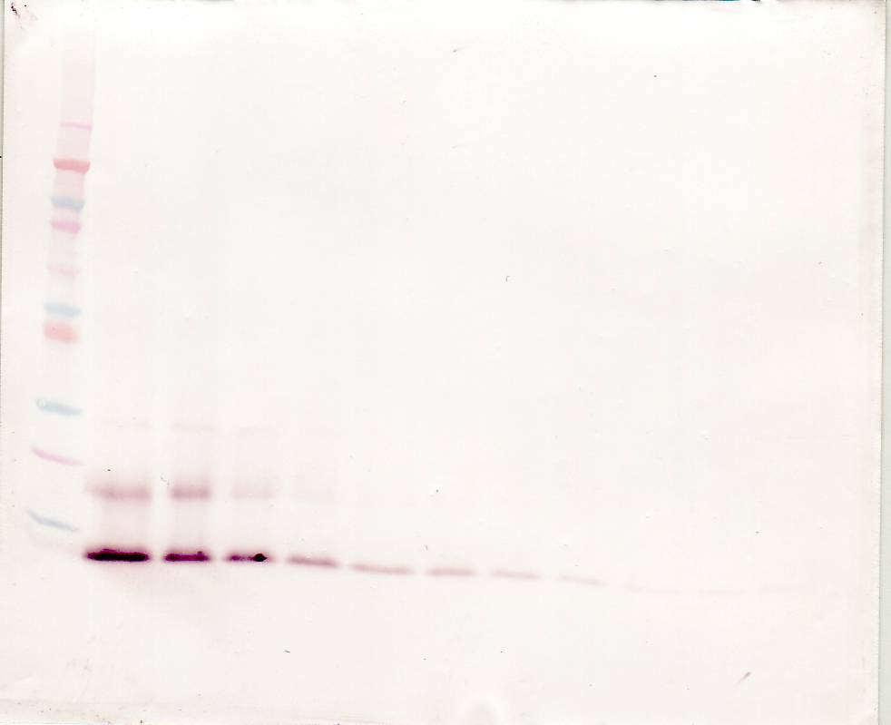 CCL13 Antibody