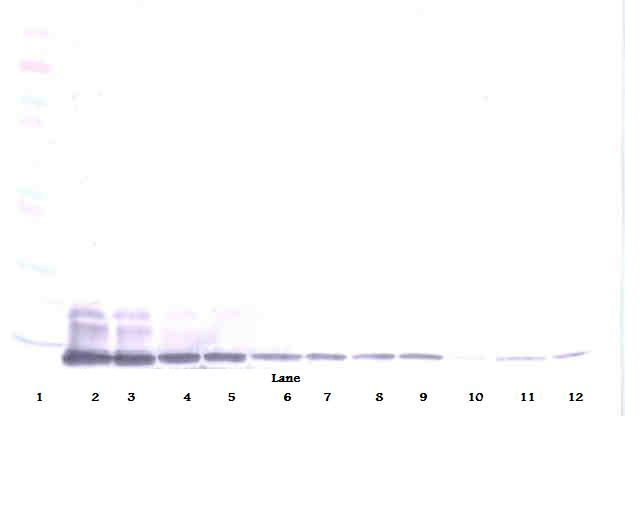 MCP-3 Antibody (biotin)