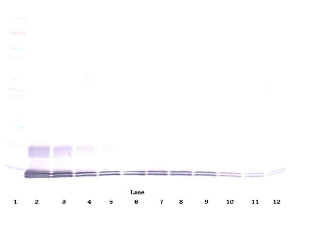 MCP-3 Antibody