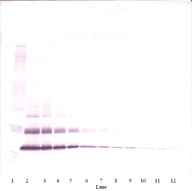 MCP-3 Antibody (biotin)