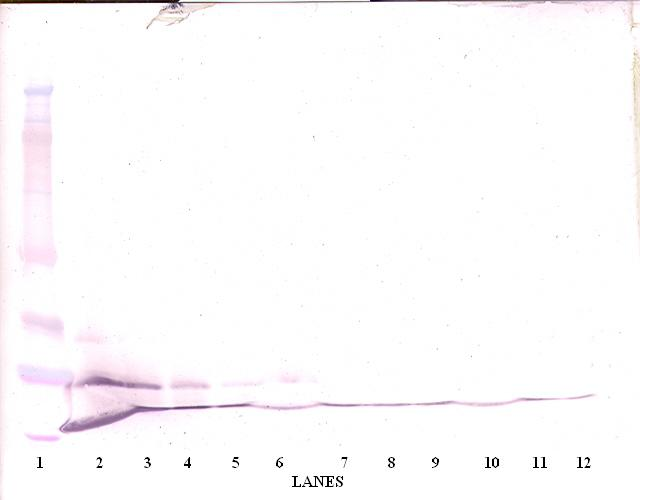 CCL7 Antibody (Biotin)