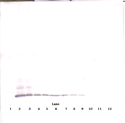 CCL8 Antibody