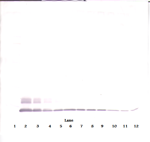 CCL8 Antibody