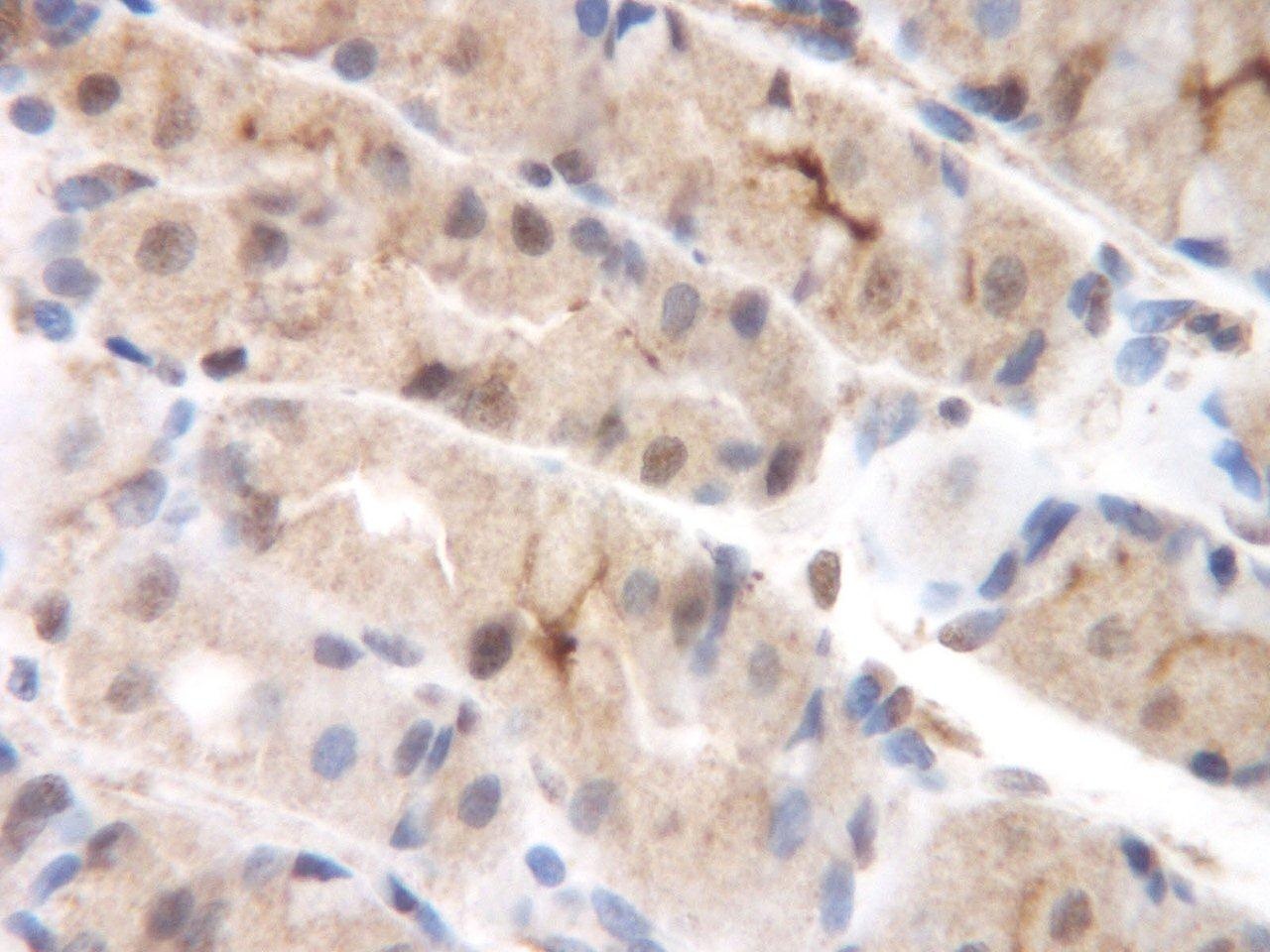MCP-2 Antibody