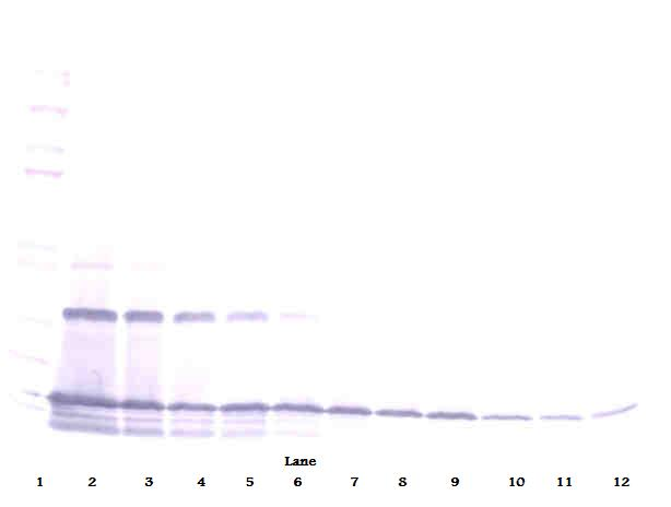 MCP-1/MCAF Antibody (biotin)