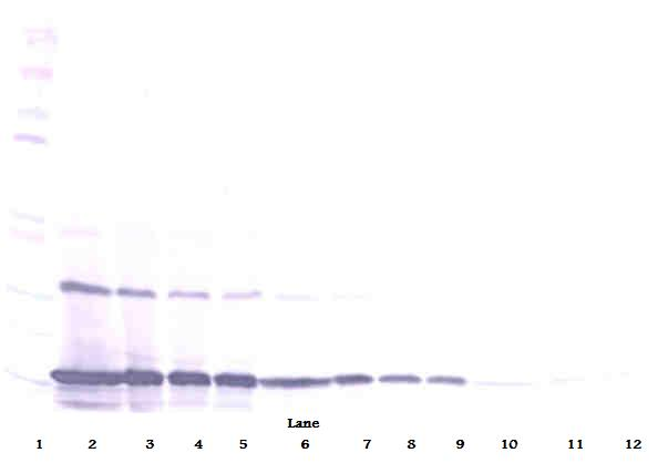 MCP-1/MCAF Antibody (biotin)