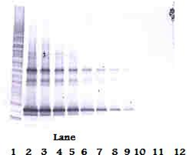 TNFSF14 Antibody (Biotin)