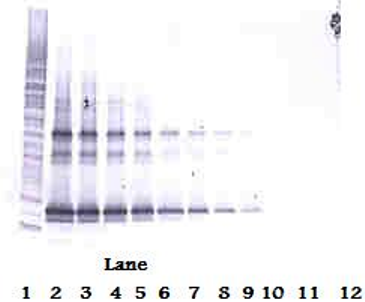 TNFSF14 Antibody