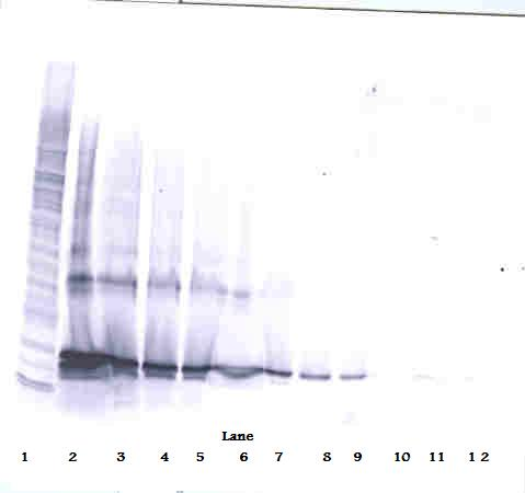 TNFSF14 Antibody